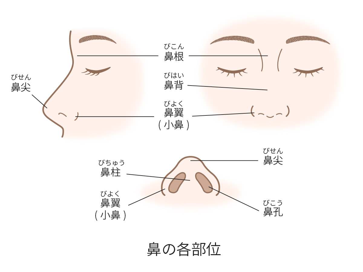 鼻の各部位