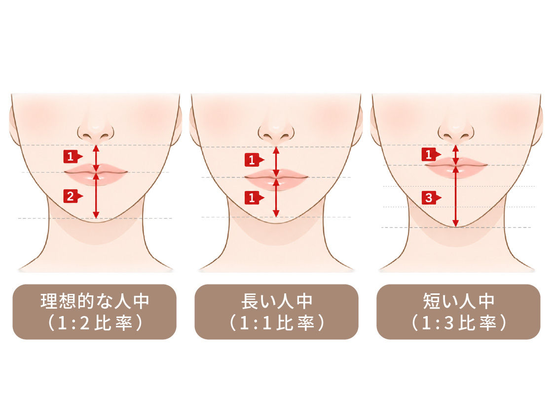 人中の長さの比較図。理想的な人中（1:2比率）・長い人中（1:1比率）・短い人中（1:3比率）